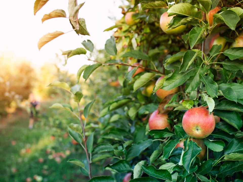 ��� ������� ������ ������� ����������??: ������� �������� �������