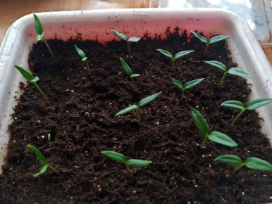 ������� �������� ��������: ��� �������� ������� ��������� ������� � ������