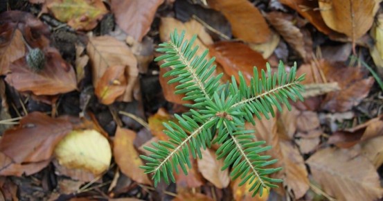 ��� ��������� ����������� ������� �������� � ����: ������� �������� �������