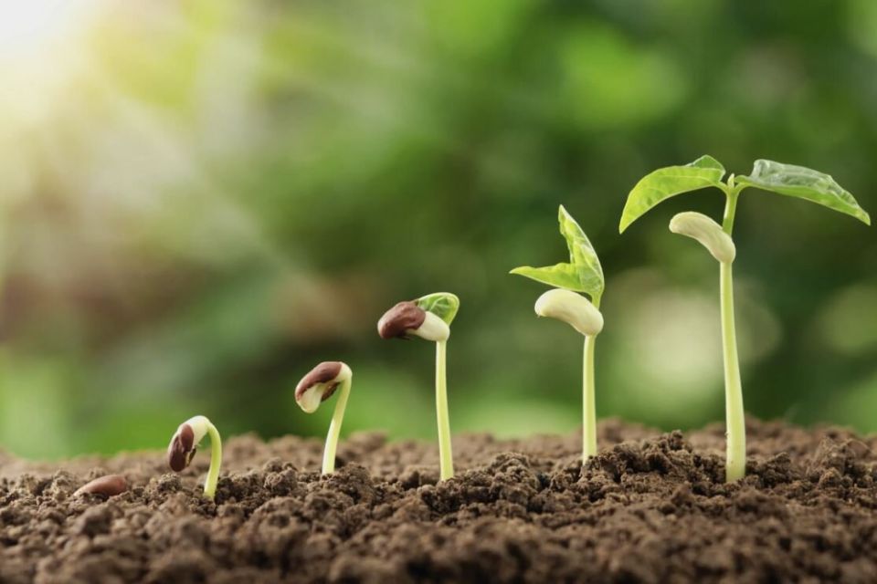 ��� �������� ����������� �����: ��� ������� ������