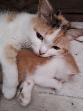 ��� ���������� ���������� � �������� �����������: ������� ������ � ������ � ����