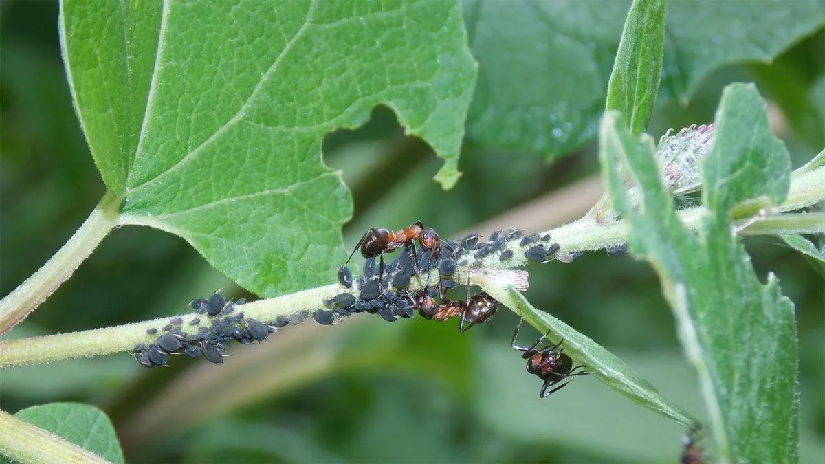 Проверенные методы борьбы с тлёй: как спасти урожай без химии