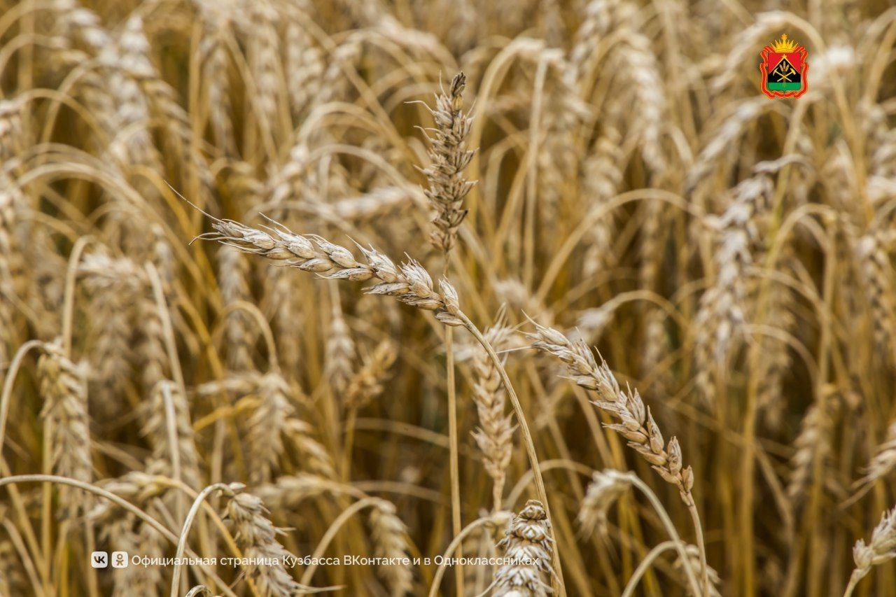 Более 400 млн рублей поддержки получили аграрии Кузбасса на развитие хозяйств Более 400 млн рублей поддержки получили аграрии Кузбасса на развитие хозяйств