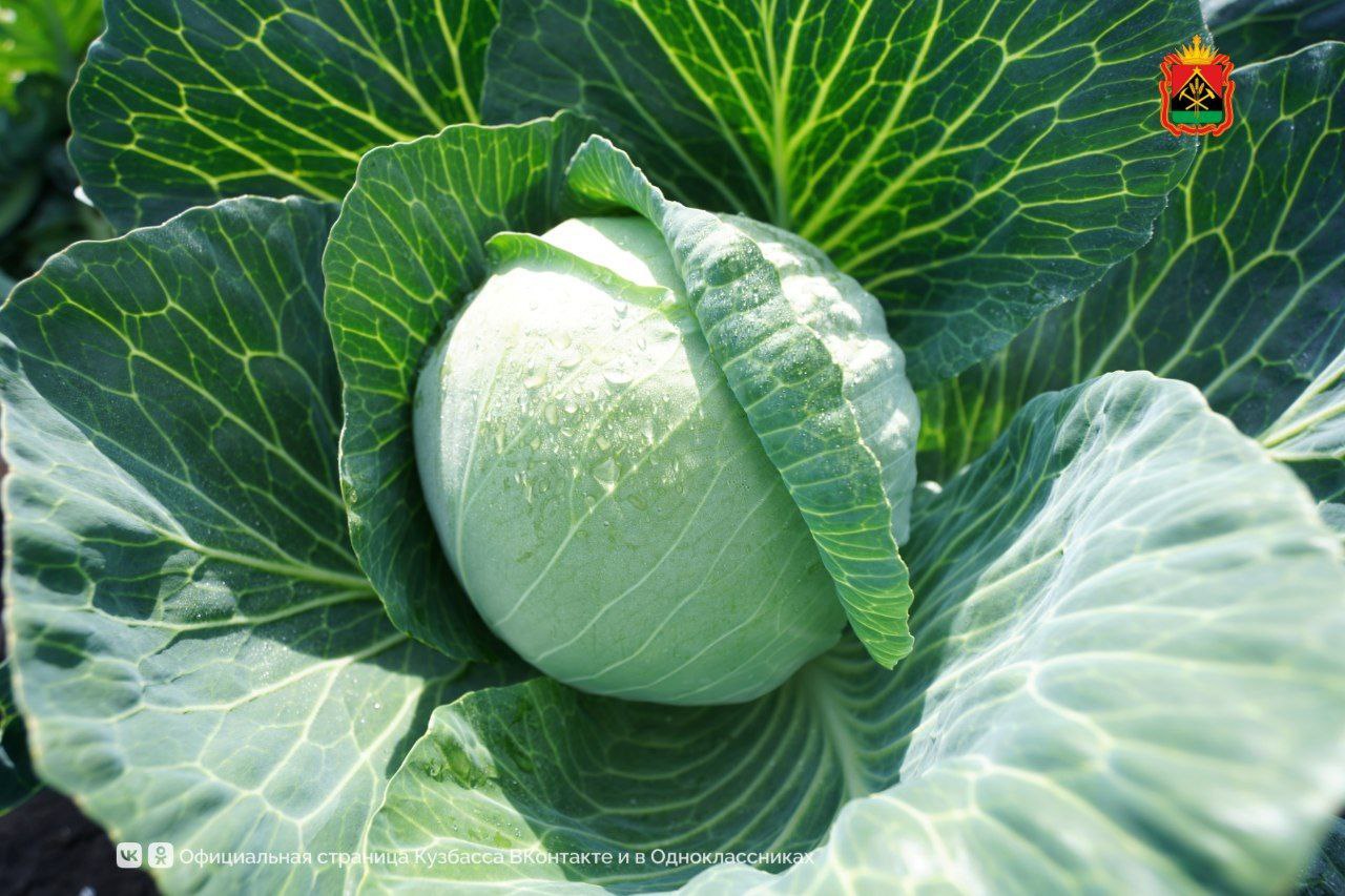 Более 400 млн рублей поддержки получили аграрии Кузбасса на развитие хозяйств Более 400 млн рублей поддержки получили аграрии Кузбасса на развитие хозяйств