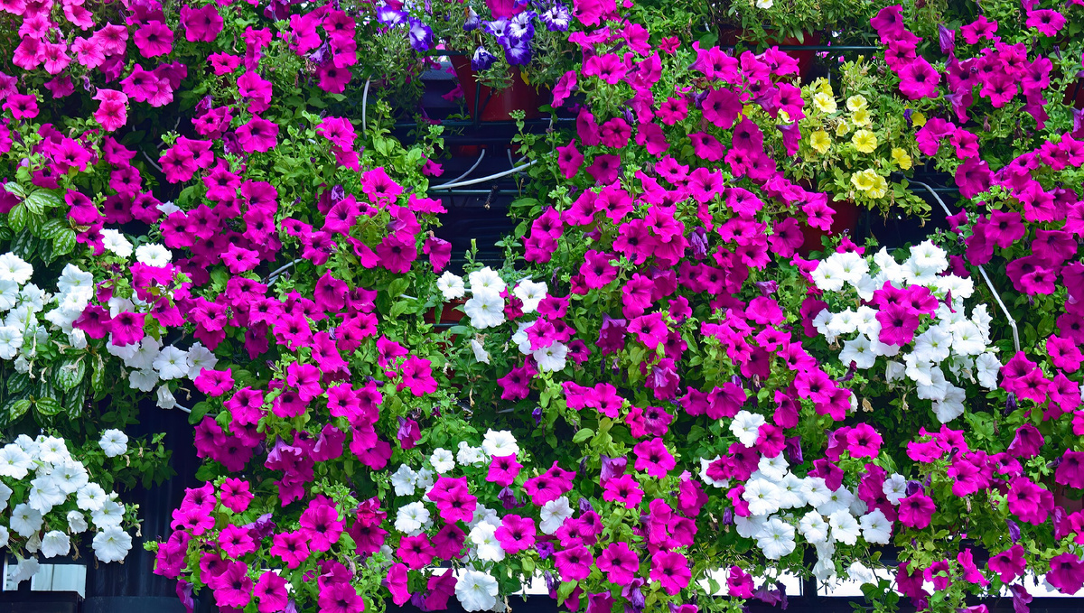 Цветы, которые могут затмить петунию: новые фавориты сезона