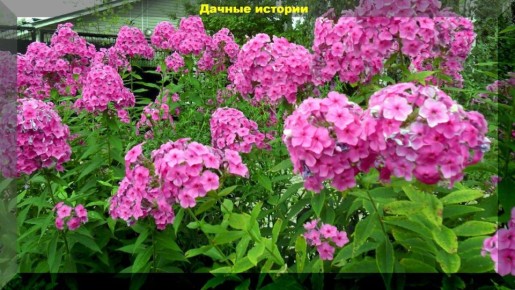 Как обеспечить пышное цветение флоксов до середины сентября?