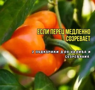 Как ускорить созревание перца: секреты эффективных подкормок в августе