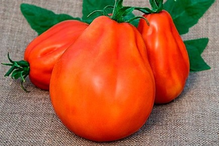 Почему томат Шеф стал любимцем садоводов