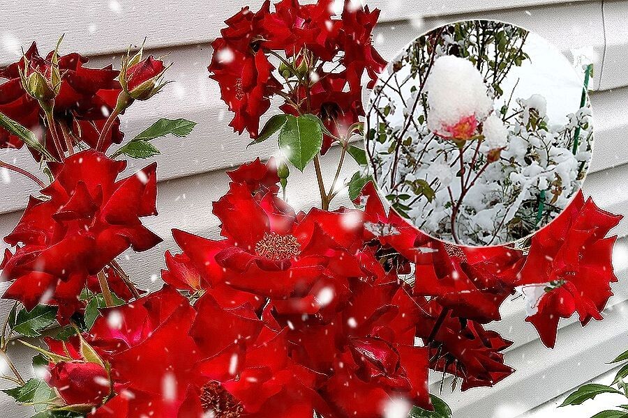 ����������� ������� ������� ��� �� ����: �� �������� �� ���������