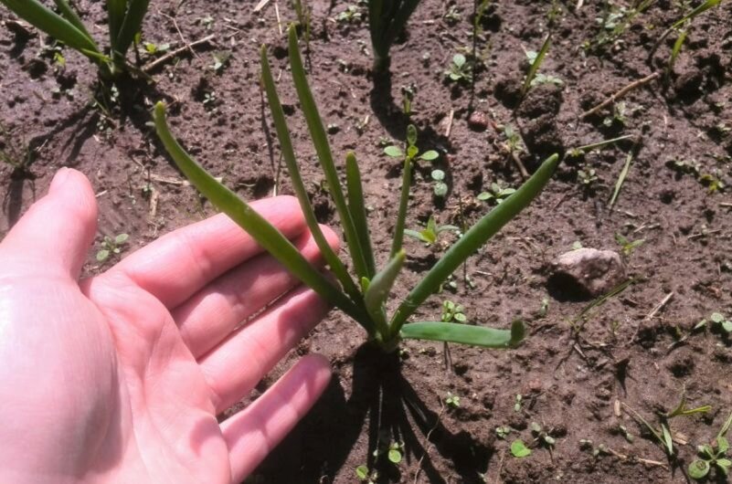 Какое соседство овощей принесет максимальный урожай на вашем огороде