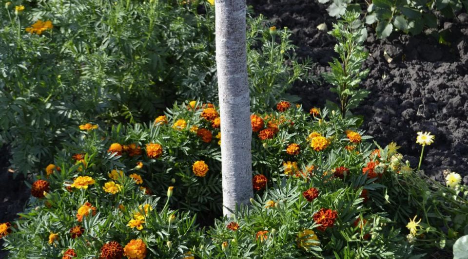 ������ �������� ����� ����� ����� ������ ������ �� ����