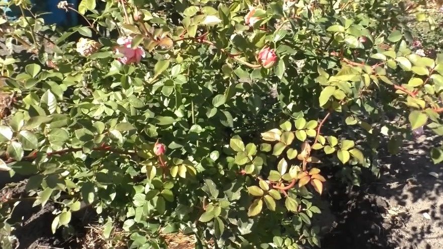 ���� ������ �������� ������� ������� ��� � ������� ��� �������