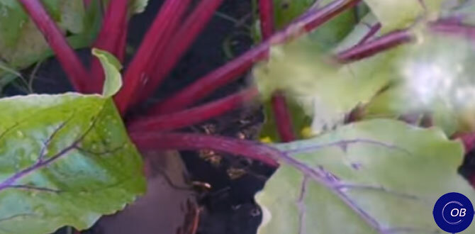 Как вырастить сладкую свёклу: секреты подкормки