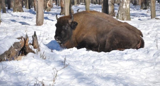 Экологи против изменения законодательства об особо охраняемых природных территориях