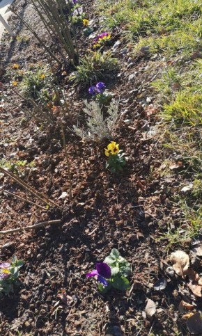 Как вырастить Анютины глазки: секреты долгого цветения