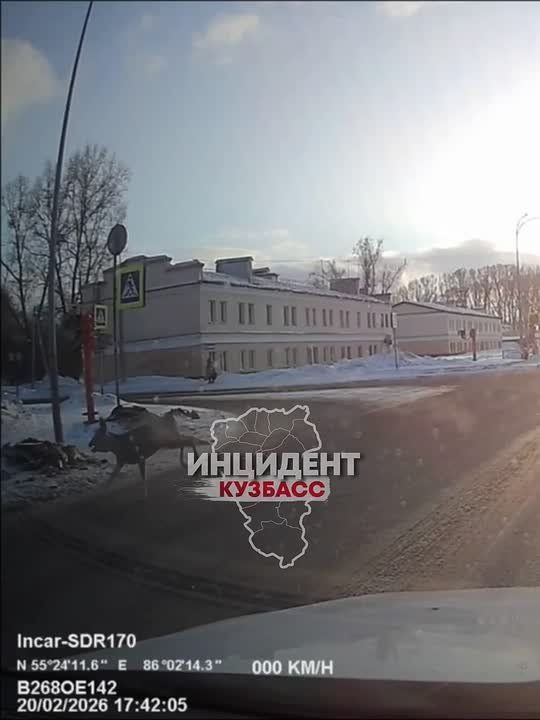 Гостья из леса заглянула в Кировский район в Кемерове