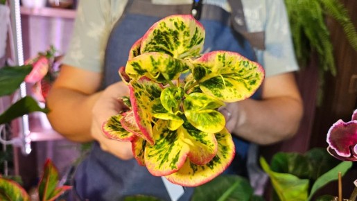 ��������� ��������� �������� ��� ����� �� ����������, ������� ������������� ��������