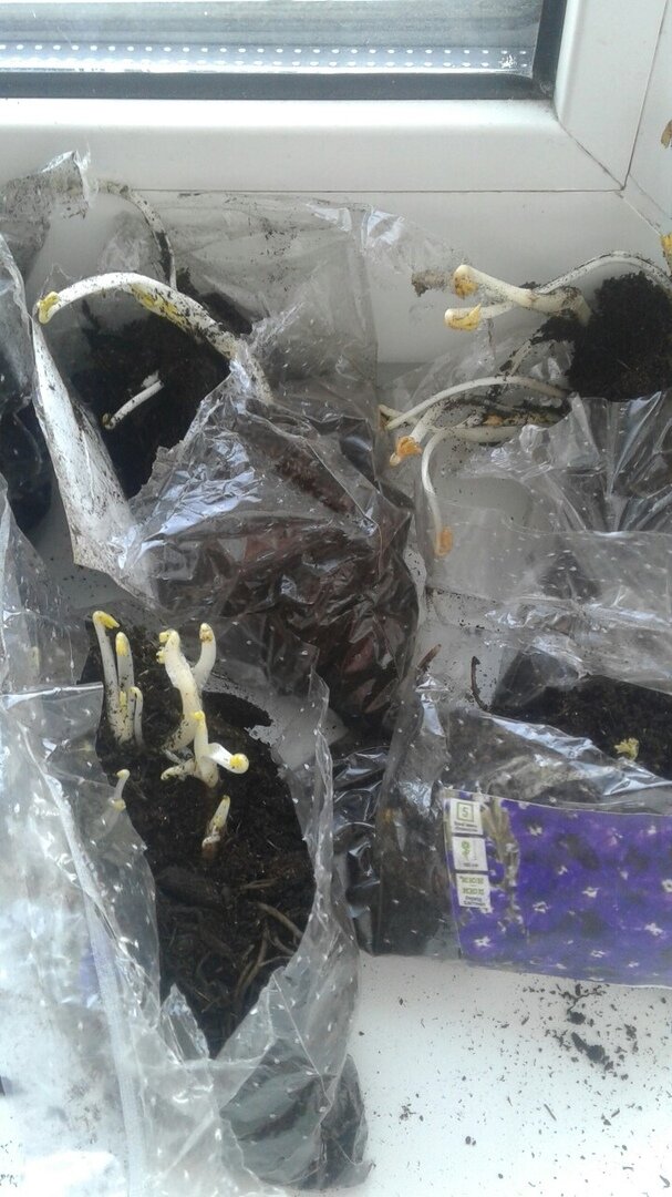 Весенние растения по почте: как сохранить до посадки в грунт