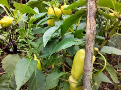 ������� ����� ��� ������: ����� ����� ����� ��������