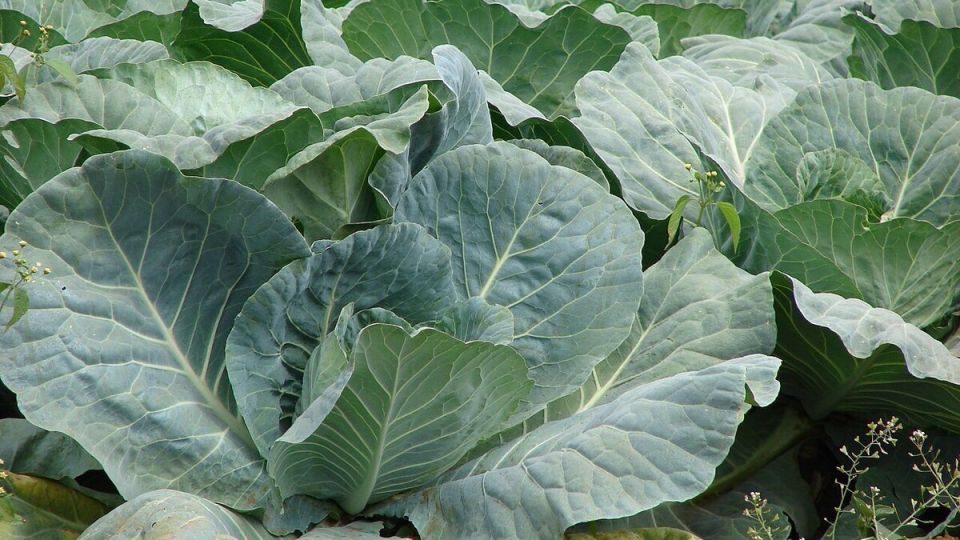 ������� ����� �� ��������: ������ ������� ������� ������ ������