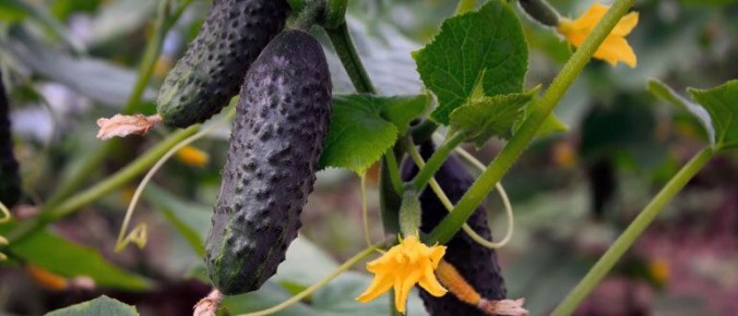 ��� ��������� ������������� ������ � ������ ������������