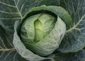 Как поливать капусту в жару, чтобы она не пострадала?