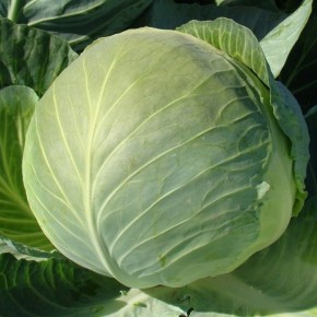 Секреты вкусной капусты для маринования и квашения