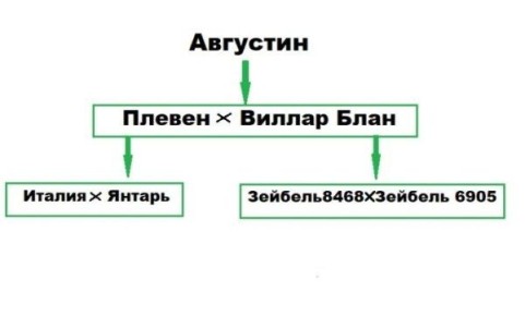Секреты винограда Августин: что нужно знать новичкам