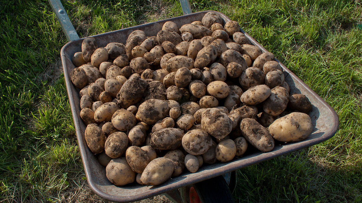 Картофель фри: секреты выбора лучших сортов