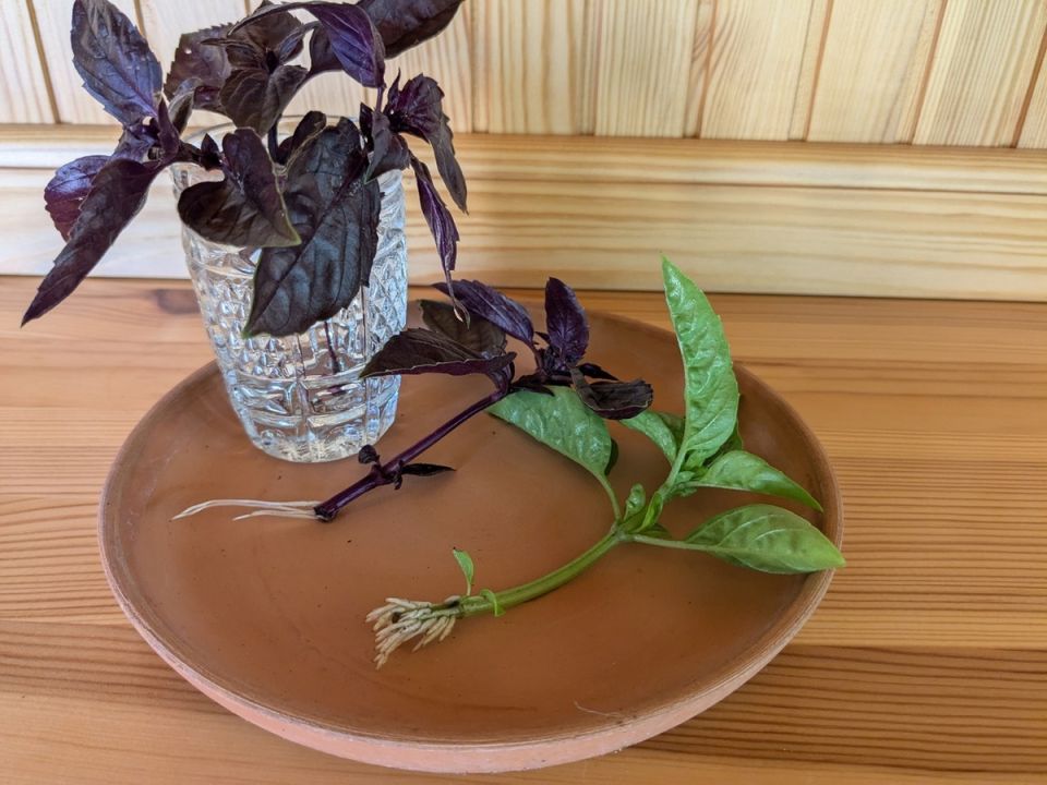 ������ ����� ����������� �� �������: ������ �� ������� ��������