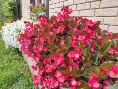 Однолетники в горшках: что стоит поливать осенью, а что больше не сажать?