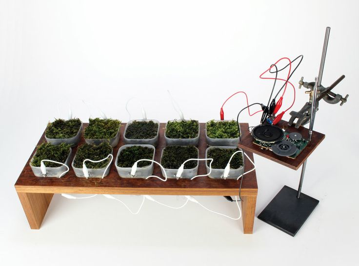 Энергия из природы: как растения становятся источником электричества