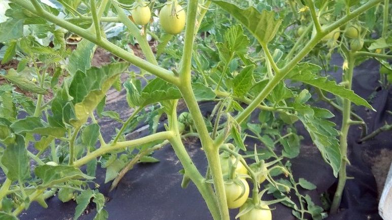 ��� �������� �������� ������� ������ � ��������������