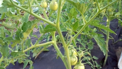 ��� �������� �������� ������� ������ � ��������������