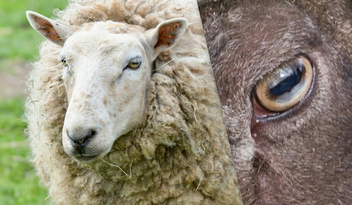 Почему овцы имеют прямоугольные зрачки: взгляд ученых на эту уникальную особенность