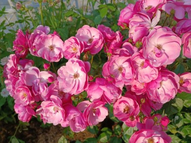 ������������ �������� � ������: ������� ������ ��� �������� ���������