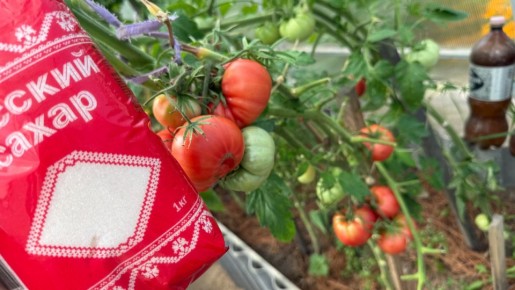 ������ ����� �������� �������: ������� �������� ������