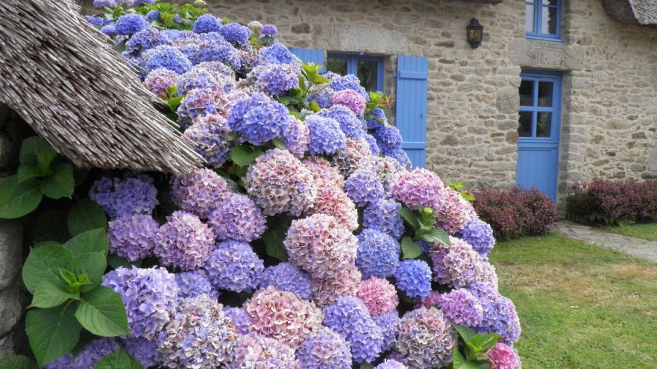 ��� ����������� ��������� � ������ �������