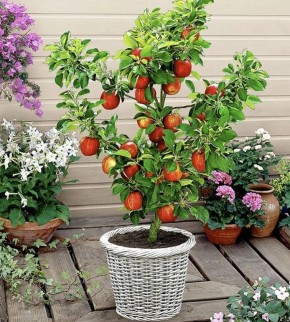 Выращивание плодовых растений в кашпо: стоит ли начинать эксперимент?