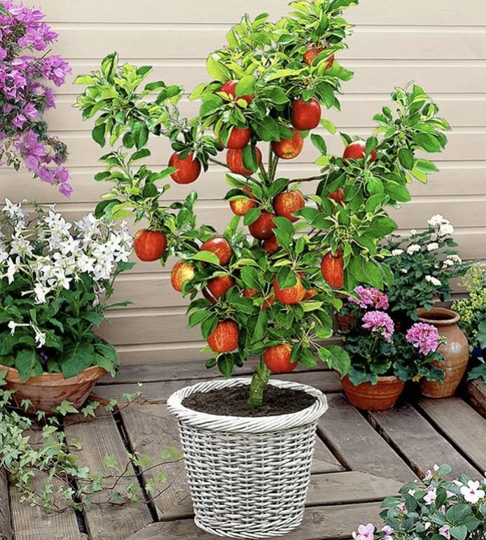 Выращивание плодовых растений в кашпо: стоит ли начинать эксперимент?