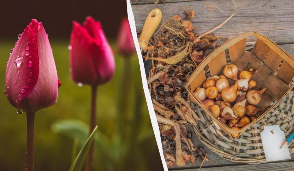 ���� �� ���������� ����� ��������: ������ ���������