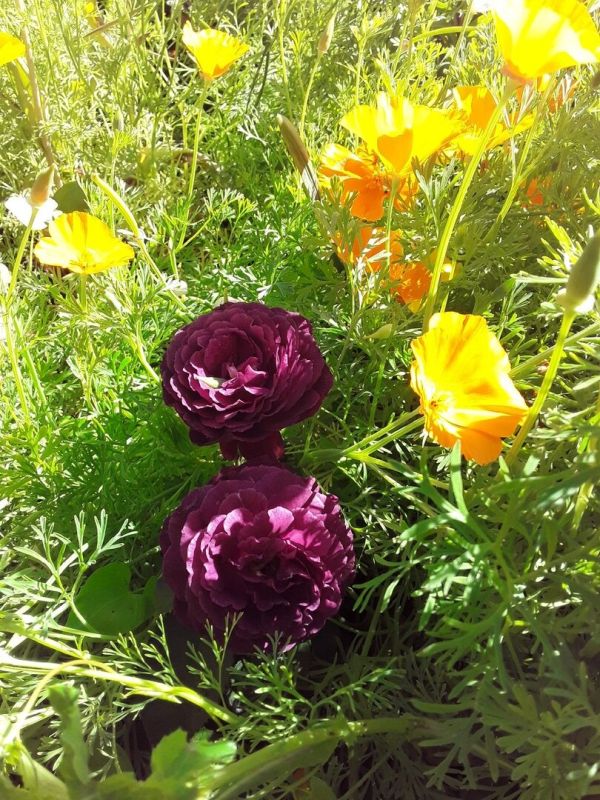 ���������� �������: ������ ��������, ������� ����� �� �����