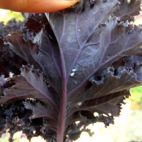 ��� �������� ������� �� ����������: ������ �� �������� �����