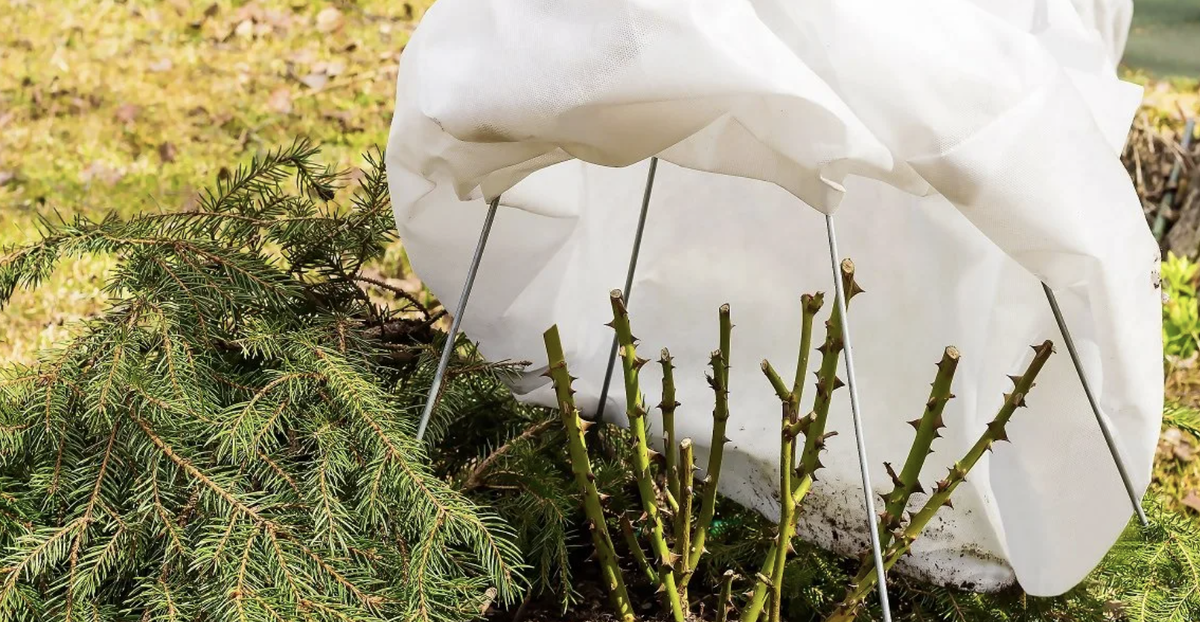 Как защитить растения зимой: практическое руководство для садоводов