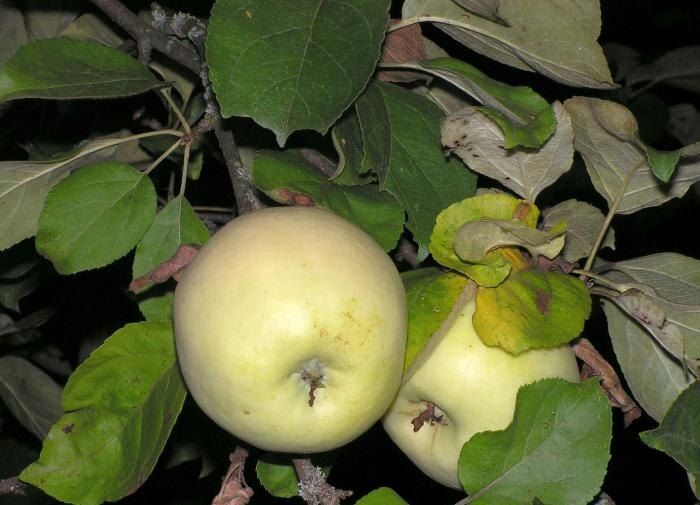 ��� ������� ��������� ���: �������� ����������� �������