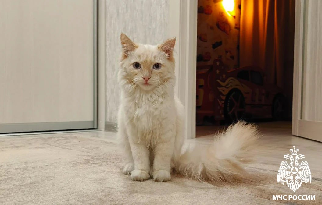 В Кузбассе сотрудники МЧС спасли от гибели кота, оставленного на улице в мороз В Кузбассе сотрудники МЧС спасли от гибели кота, оставленного на улице в мороз