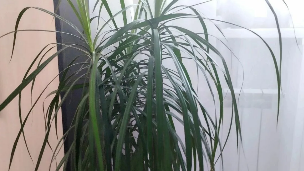 Как правильный полив драцены изменил мою жизнь с 15 до 85 см