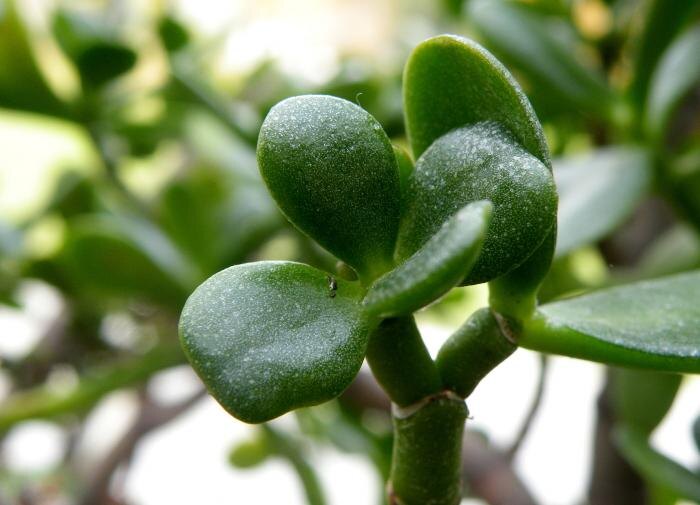 Удивительные факты о денежном дереве, которые стоит знать