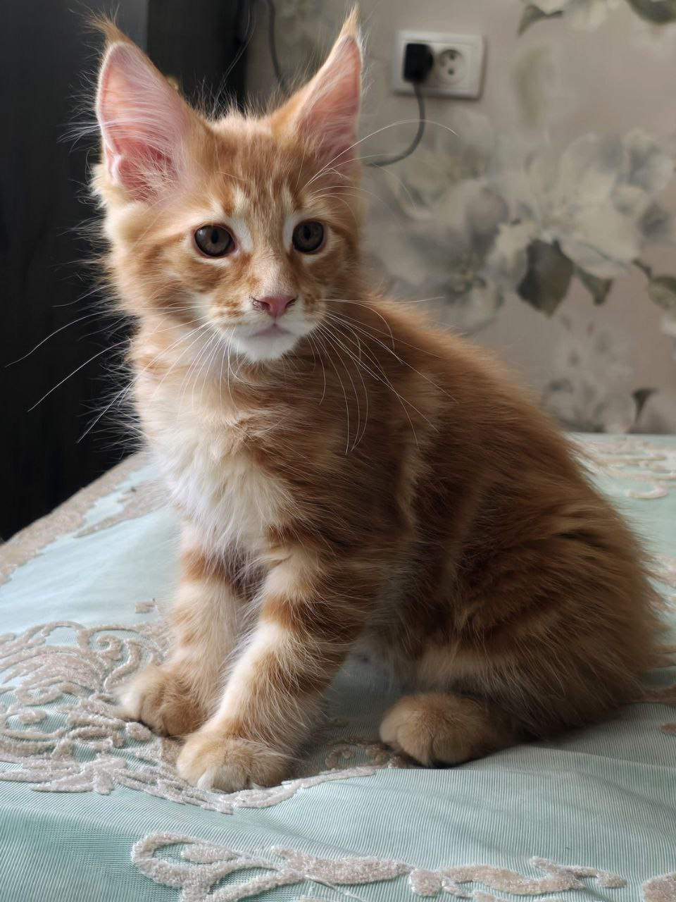 Друзья, всем самого доброго утра от полиции Кузбасса! Друзья, всем самого доброго утра от полиции Кузбасса!