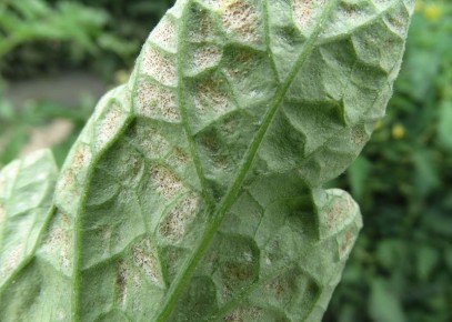 Как спасти рассаду помидоров от паутинного клеща: советы и методы